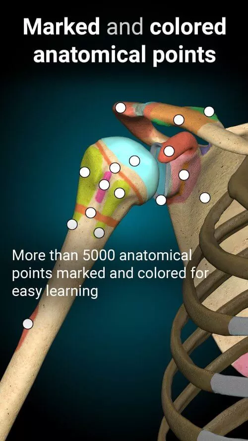 Anatomy Learning â€“ 3D Anatomy