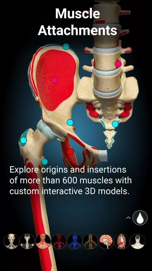 Anatomy Learning â€“ 3D Anatomy